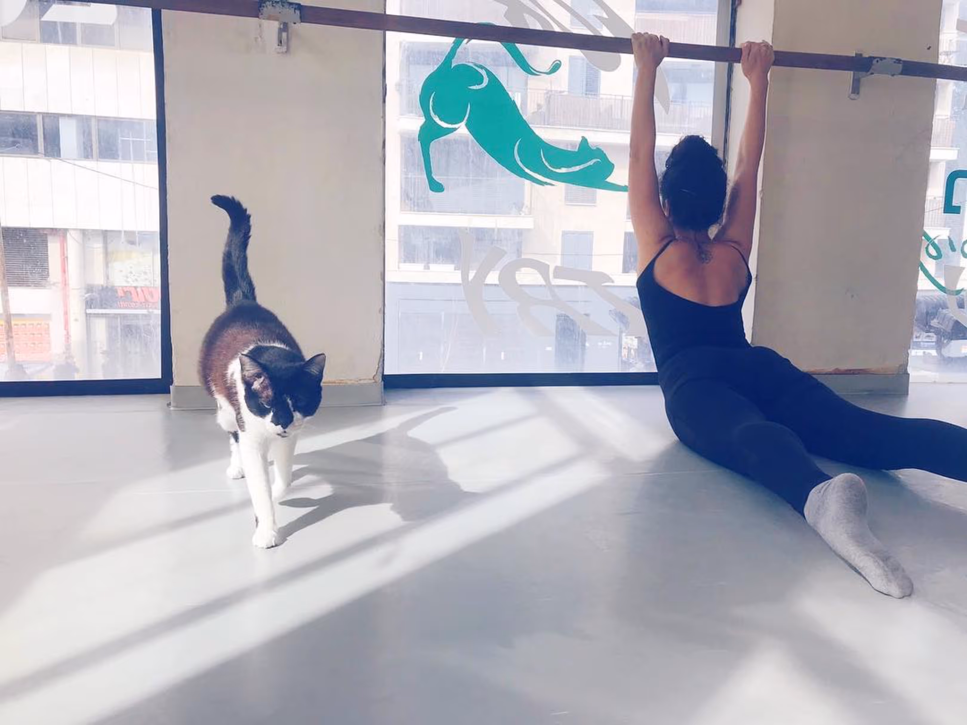 Hatha the studio cat