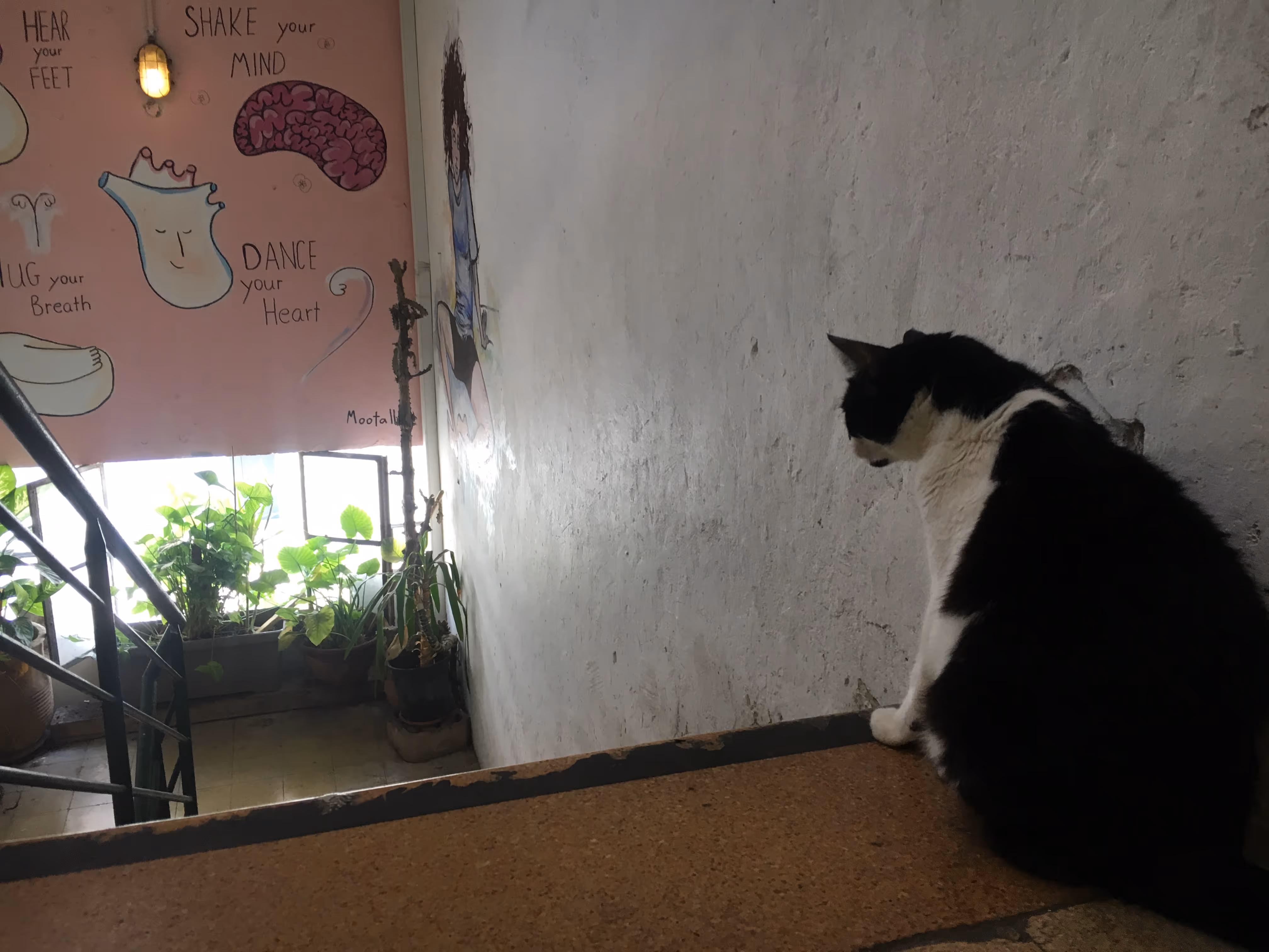 Hatha the studio cat