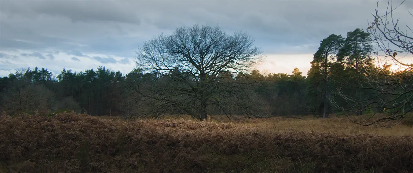 Gelb-rotes DHL-Logo-Frachtflugzeug mit Propellern fliegt vor blauem Himmel.