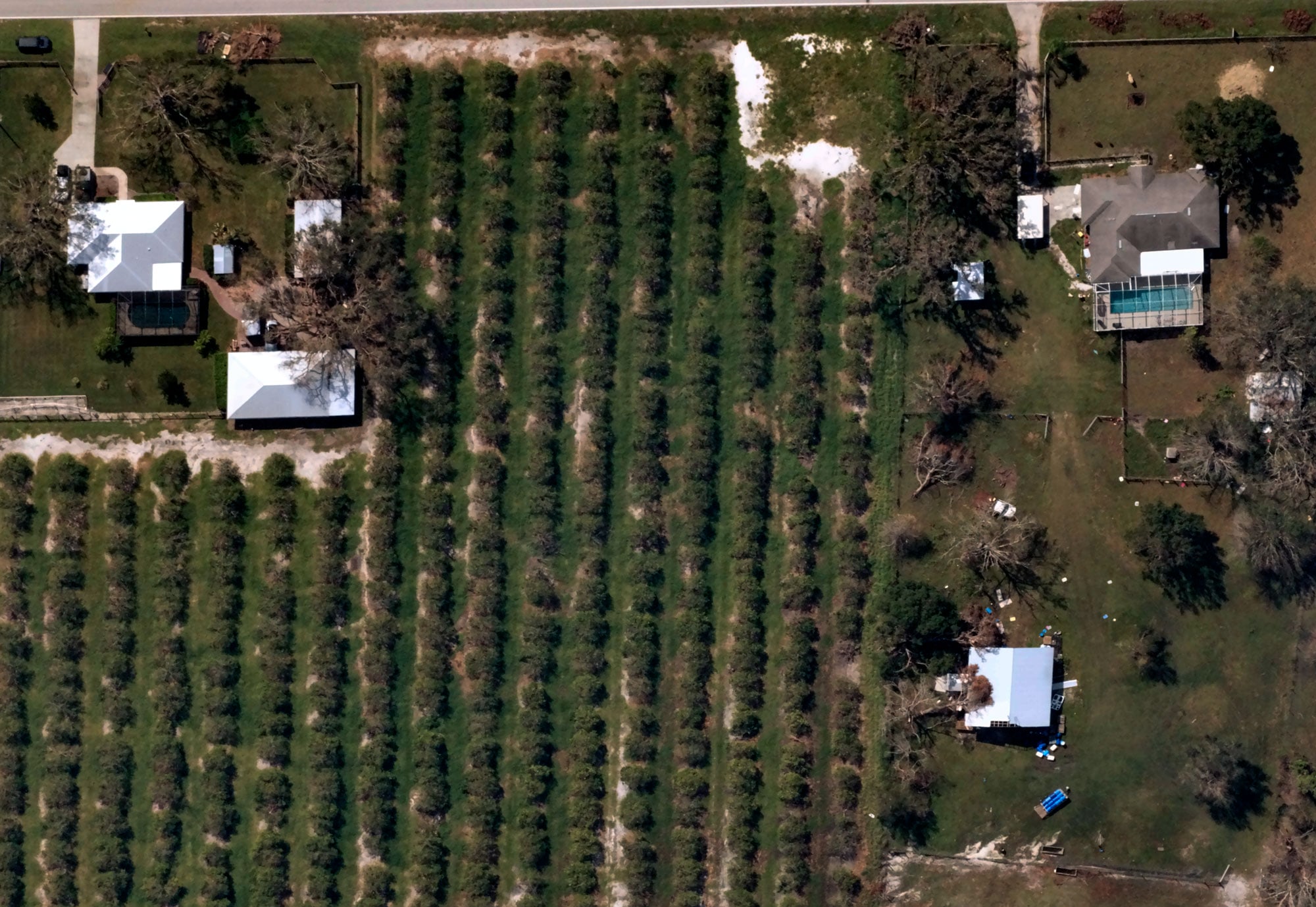 Aerial view of a farm with rows of green crops flanked by several buildings and houses with yards.