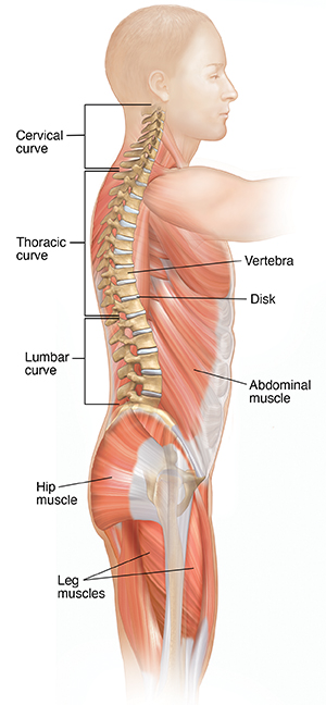 Diagram of the spine showing its natural curves, vertebrae, discs and the core muscles that support it.