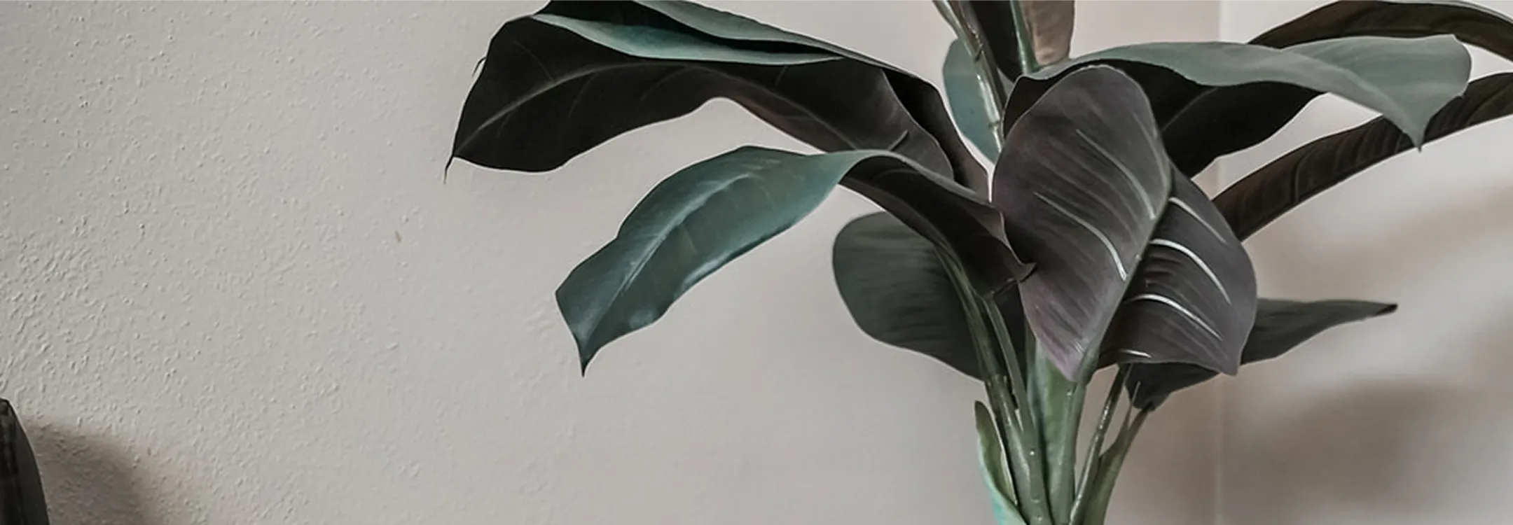 Close-up of a houseplant with large, dark green and purple leaves against a beige wall.