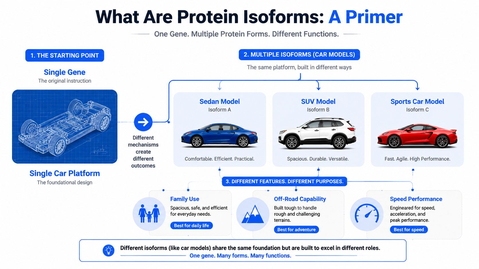 An infographic explaining protein isoforms by comparing them to different car models built from one platform.