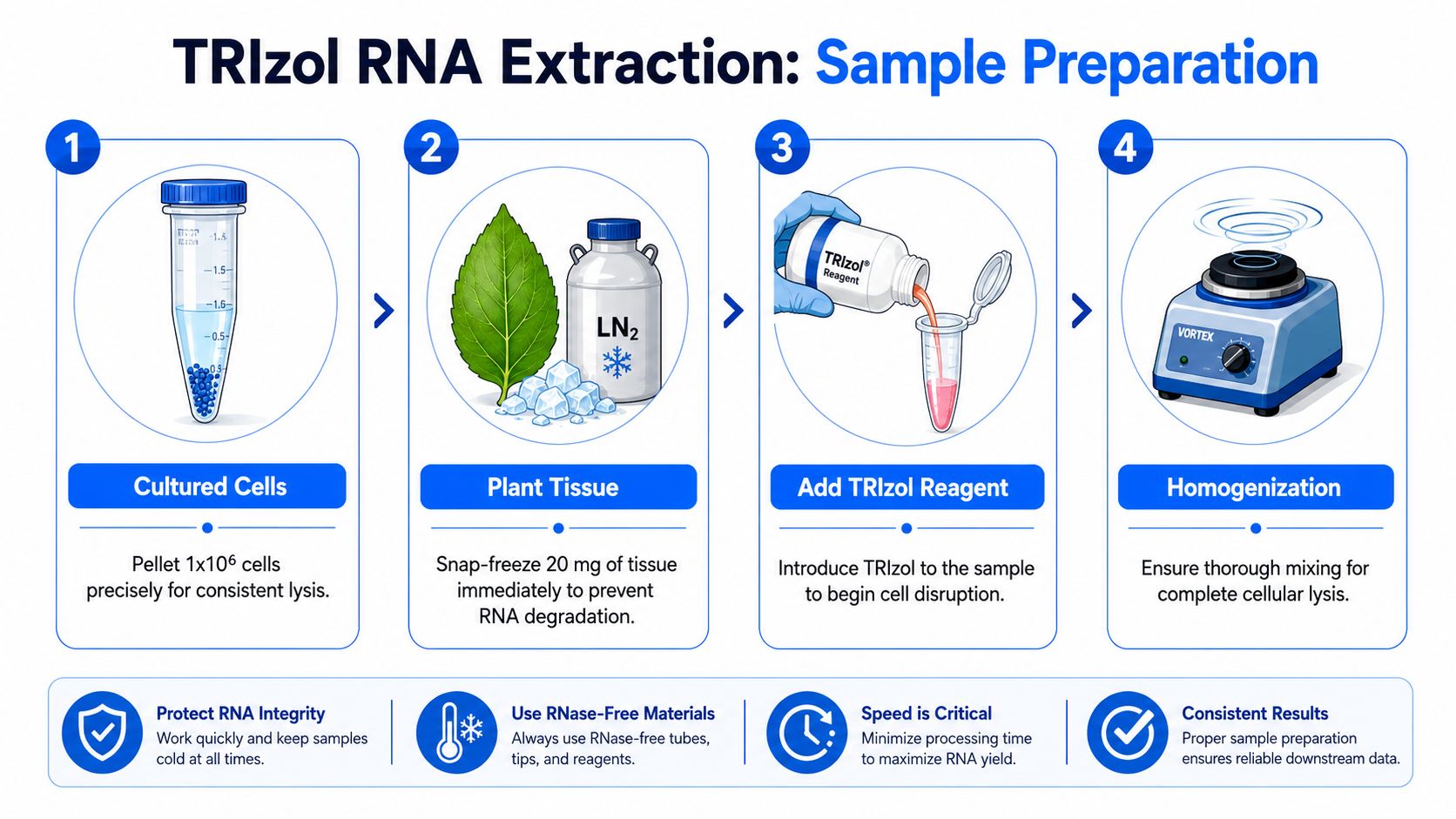 A four-step infographic illustrating the initial sample preparation workflow for the TRIzol RNA extraction laboratory protocol.