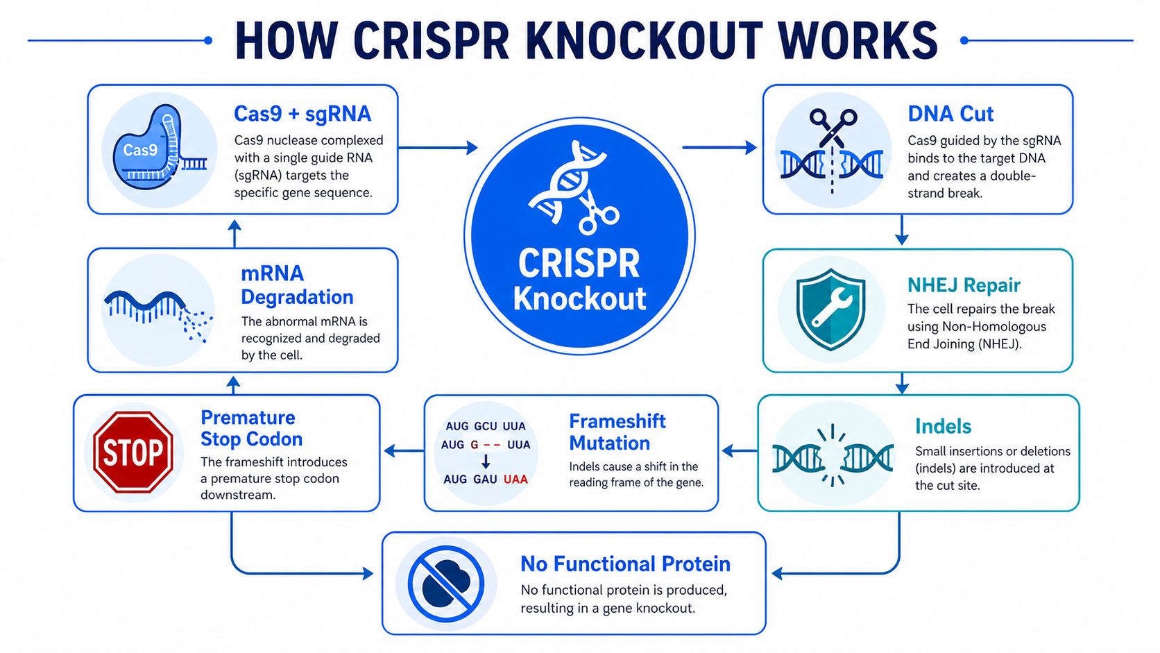 A diagram illustrating the step-by-step process of CRISPR gene knockout, from Cas9 binding to protein degradation.