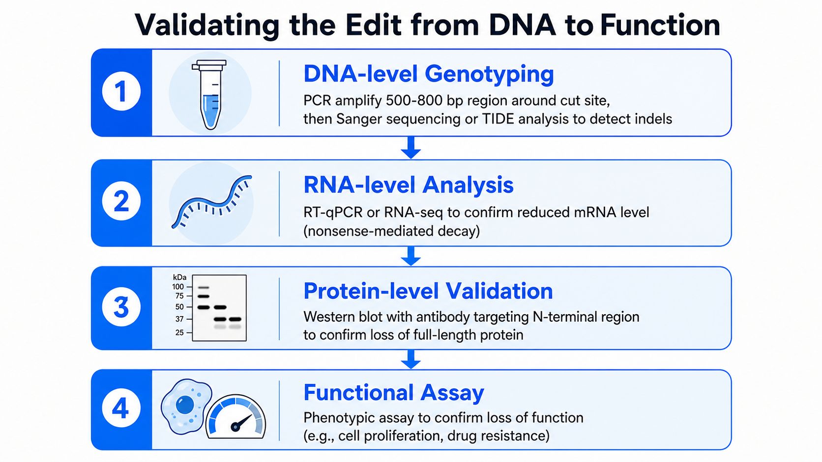 A four-step validation process for CRISPR gene knockout experiments, from DNA-level genotyping to functional cell assays.