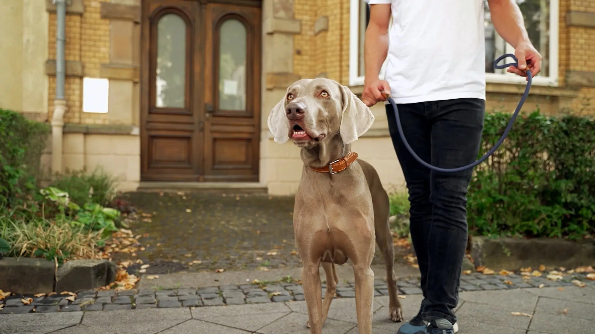 Amazon Product Videos & Full-Service Agency Strategy: Performance Marketing for E-Commerce Scaling & Amazon Growth Synergy