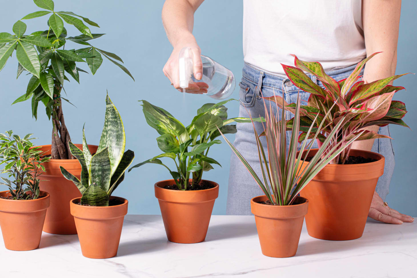 Person watering a collection of indoor houseplants in terracotta pots as part of a home and lifestyle trends editorial feature.