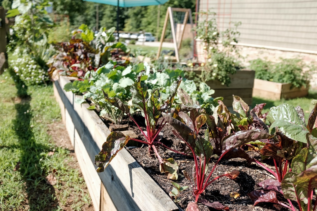 Raised garden beds filled with leafy vegetables and plants in an outdoor community-style garden space.