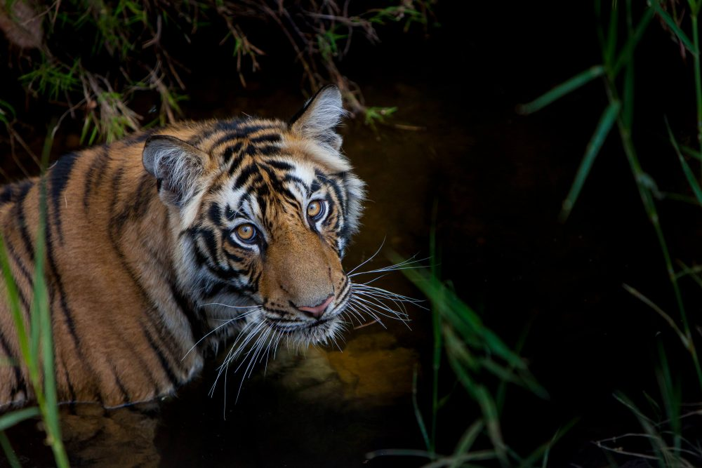 Marko Dimitrijevic WildLife Photography - Tiger