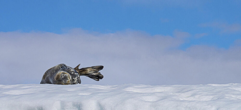 Marko Dimitrijevic WildLife Photography - Seal