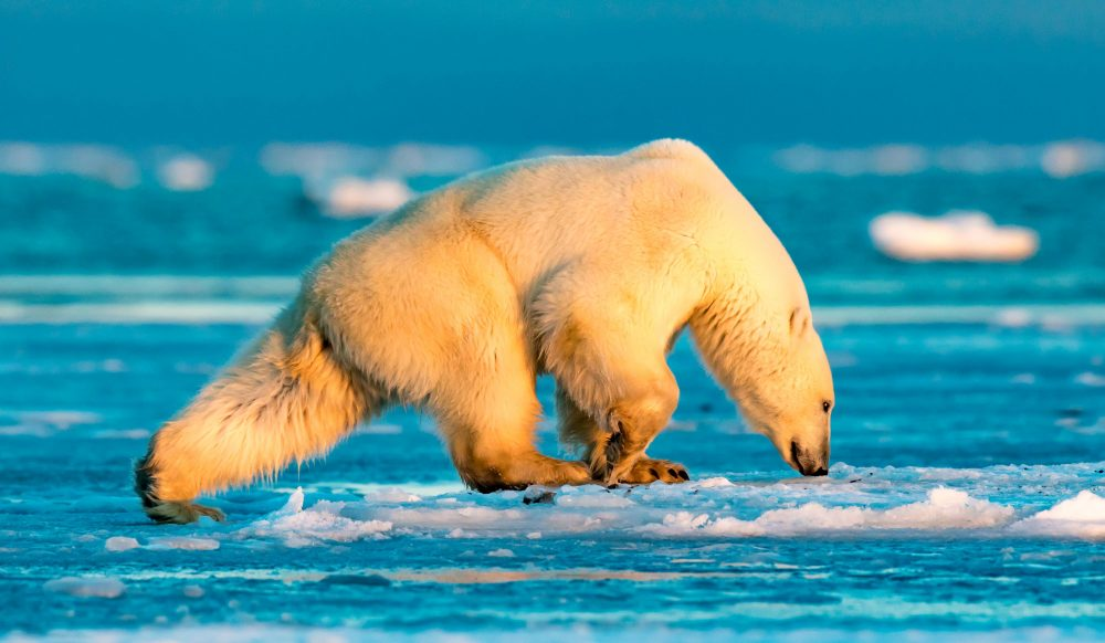 Marko Dimitrijevic WildLife Photography Polar bear