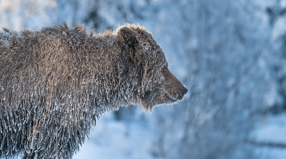 Marko Dimitrijevic Bear