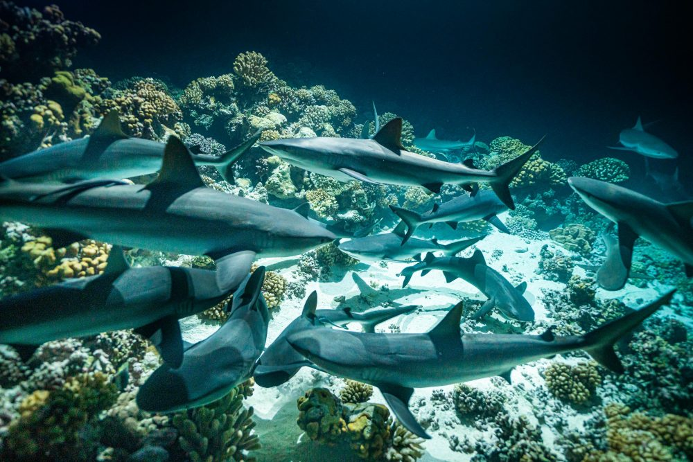 Marko Dimitrijevic WildLife Photography Sharks