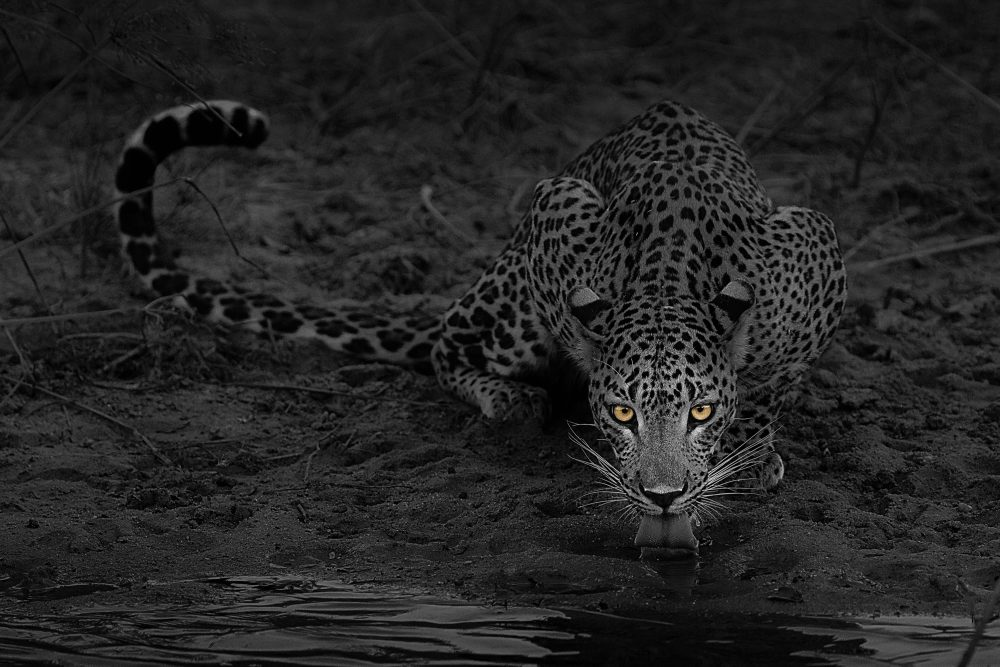 Marko Dimitrijevic WildLife Photography Leopard Drinking Water