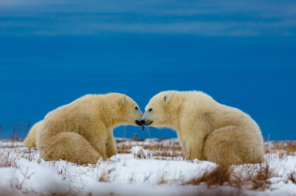 Marko Dimitrijevic WildLife Photography Polar bears