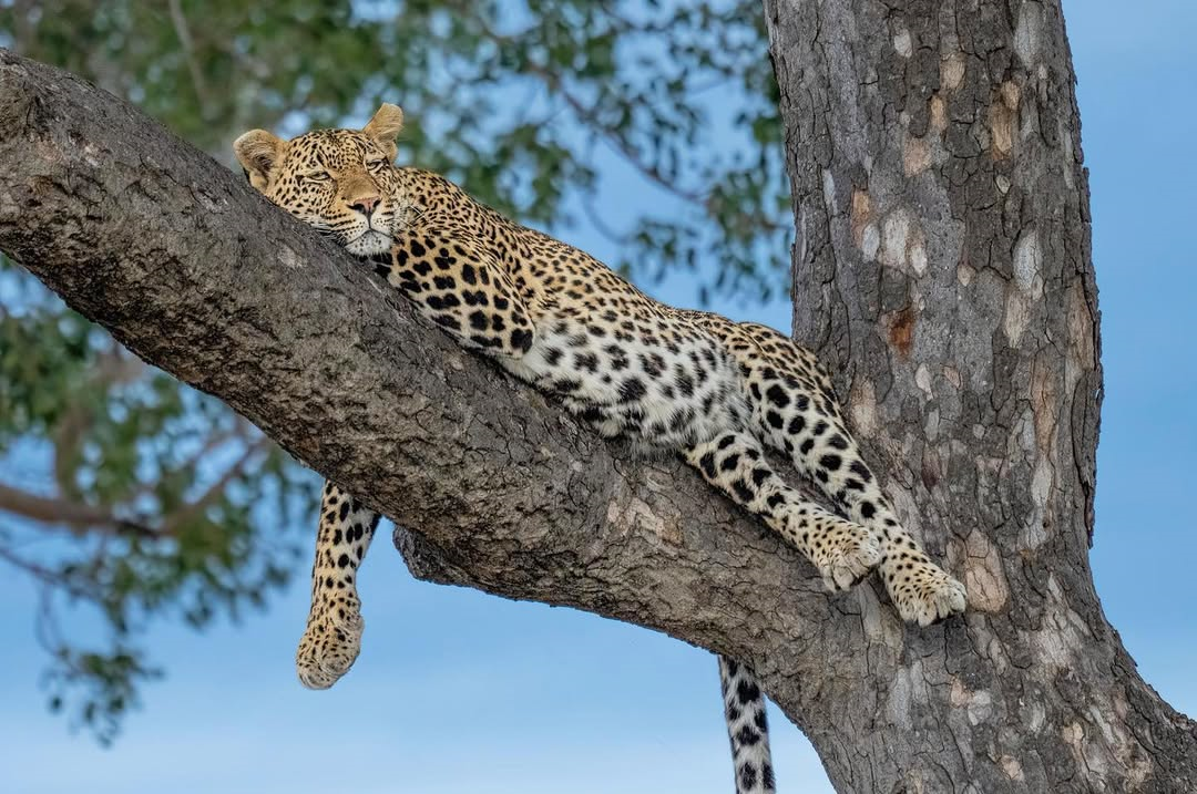 Marko Dimitrijevic WildLife Photography African leopard