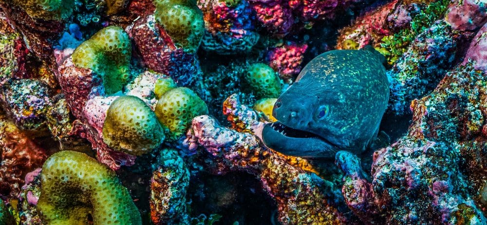 Marko Dimitrijevic Underwater Photography - Eel