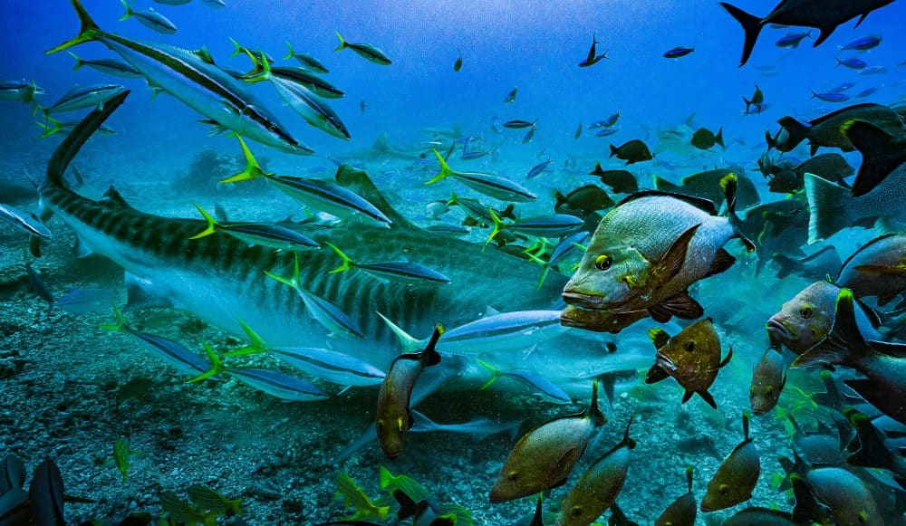 Marko Dimitrijevic Underwater Photography - Tiger Shark
