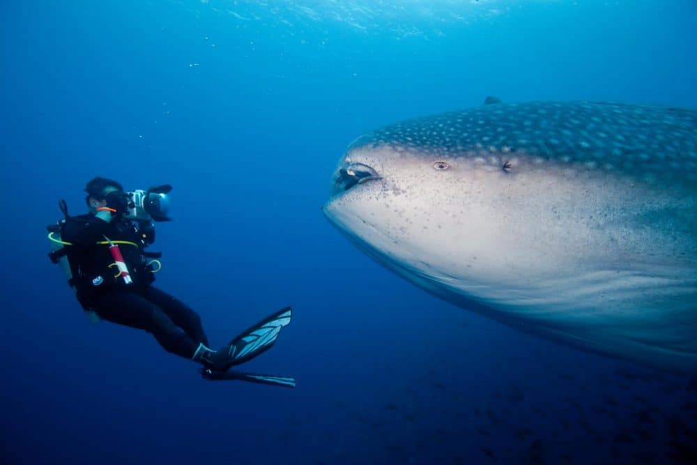 Marko Dimitrijevic Underwater Photography - Whale Shark