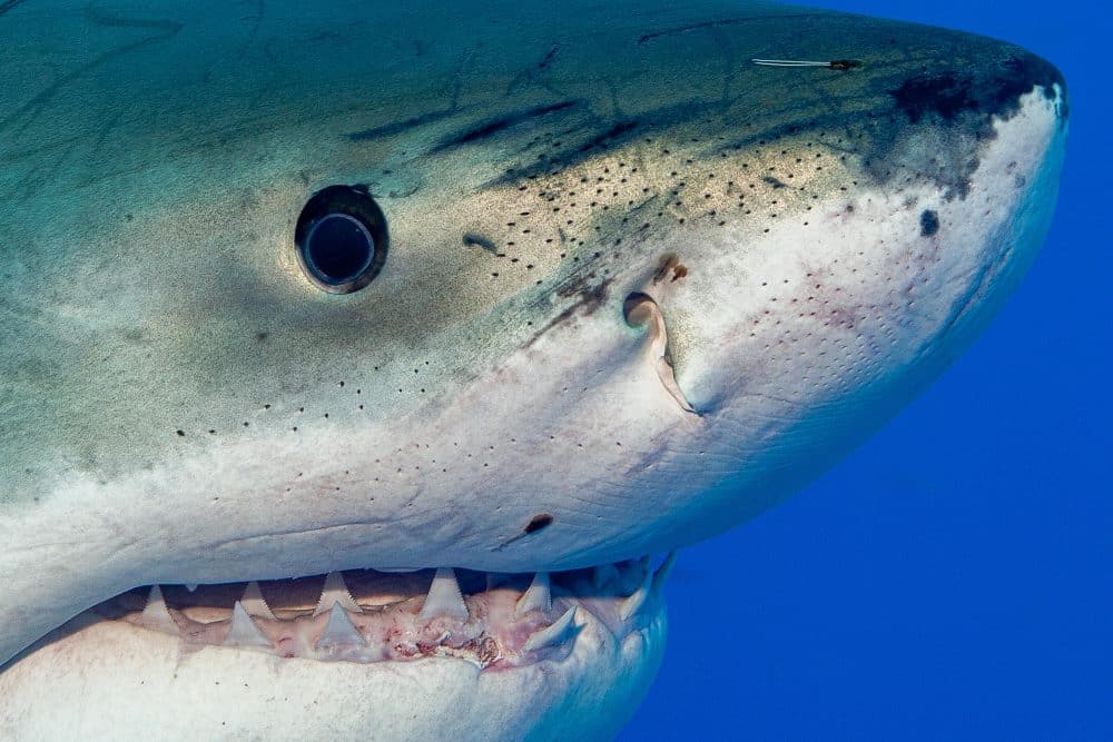Marko Dimitrijevic Underwater Photography - White Shark