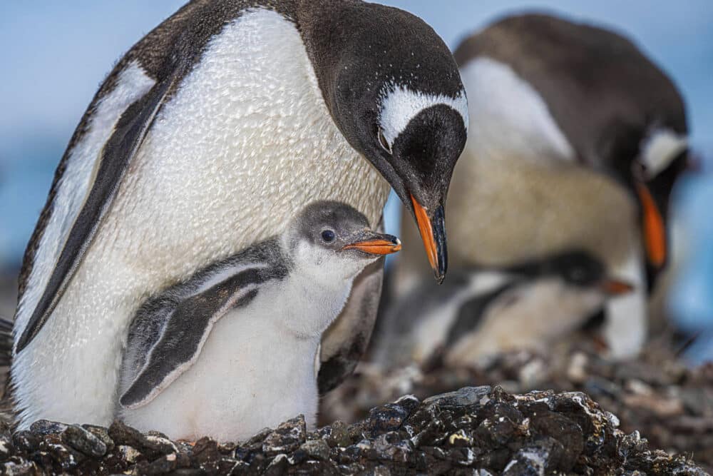Marko Dimitrijevic Antarctica Photography - Gentoo Penguin with Chick