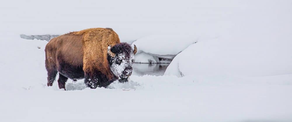 Marko Dimitrijevic Arctic Photography - Bison