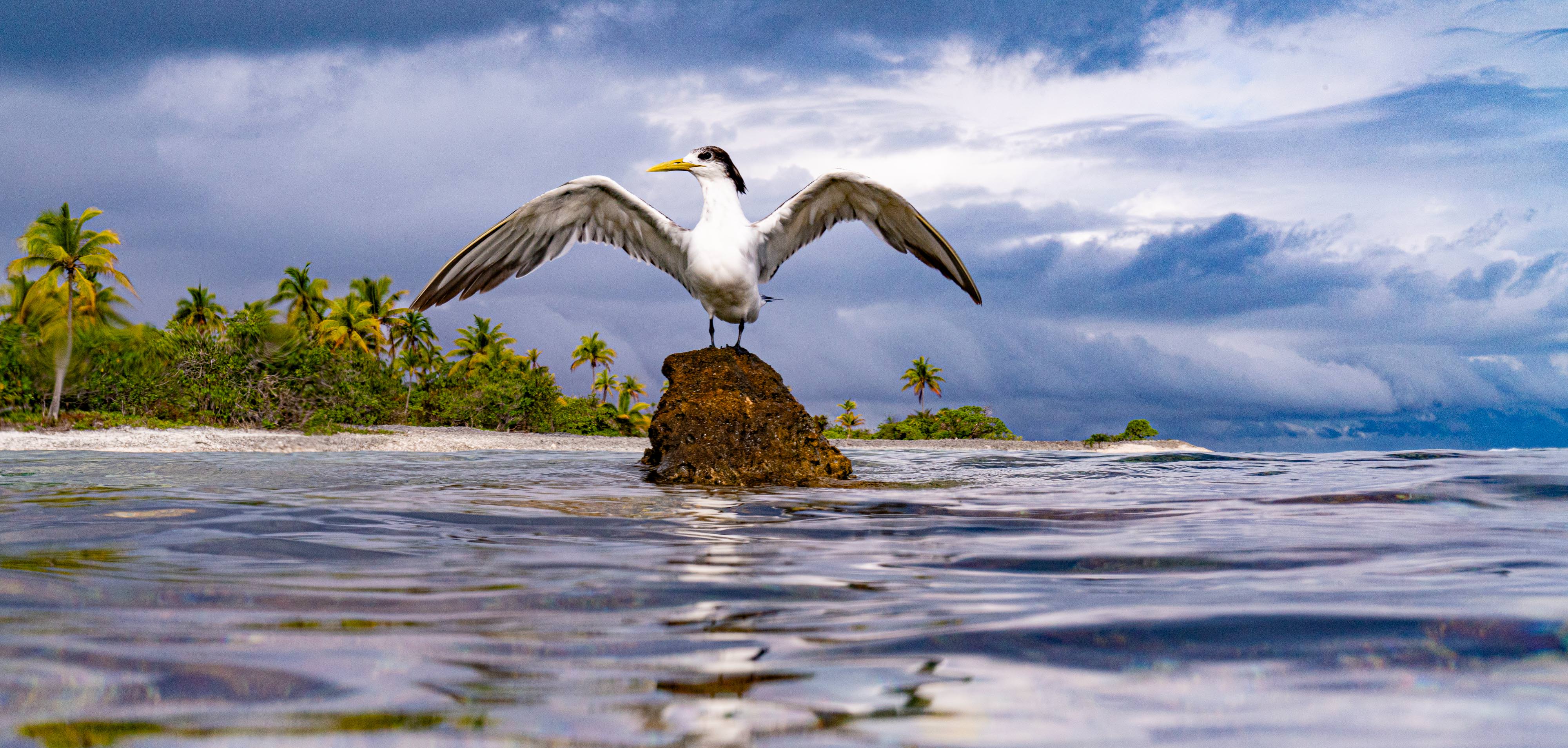 Egret Drying Wings