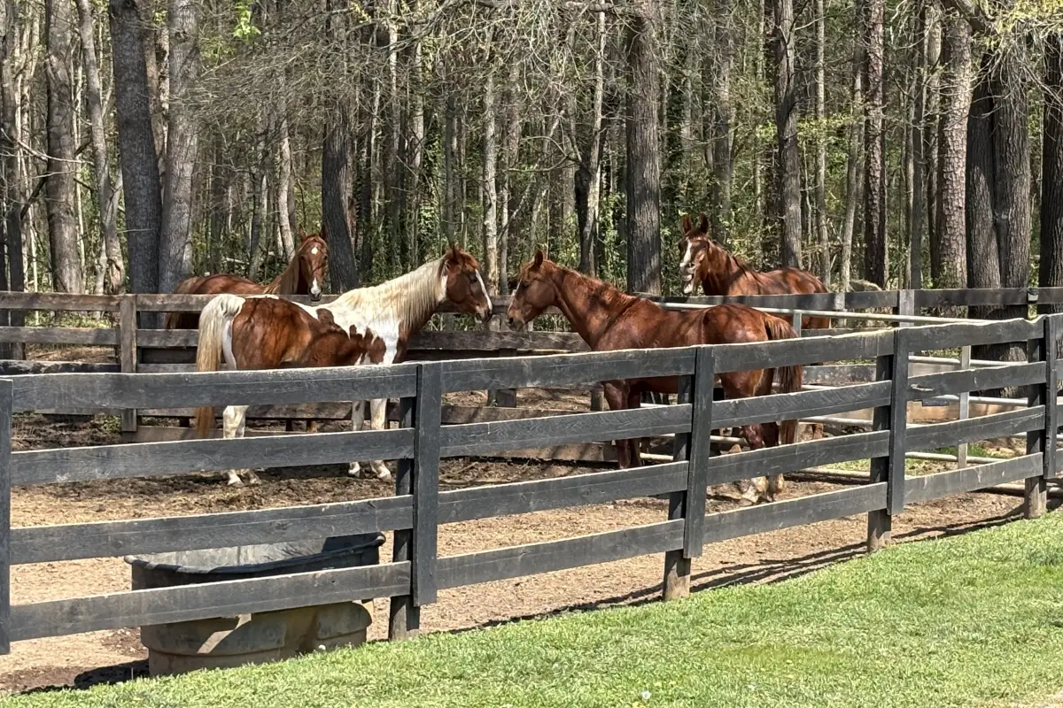 Horses in fenced paddock at Lenux Stables & Riding Academy