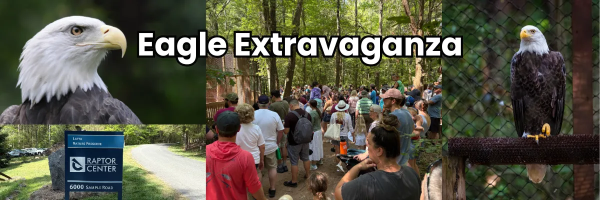 Pictures of bald eagles at the Carolina Raptor Center from the Eagle Extravangza eventg
