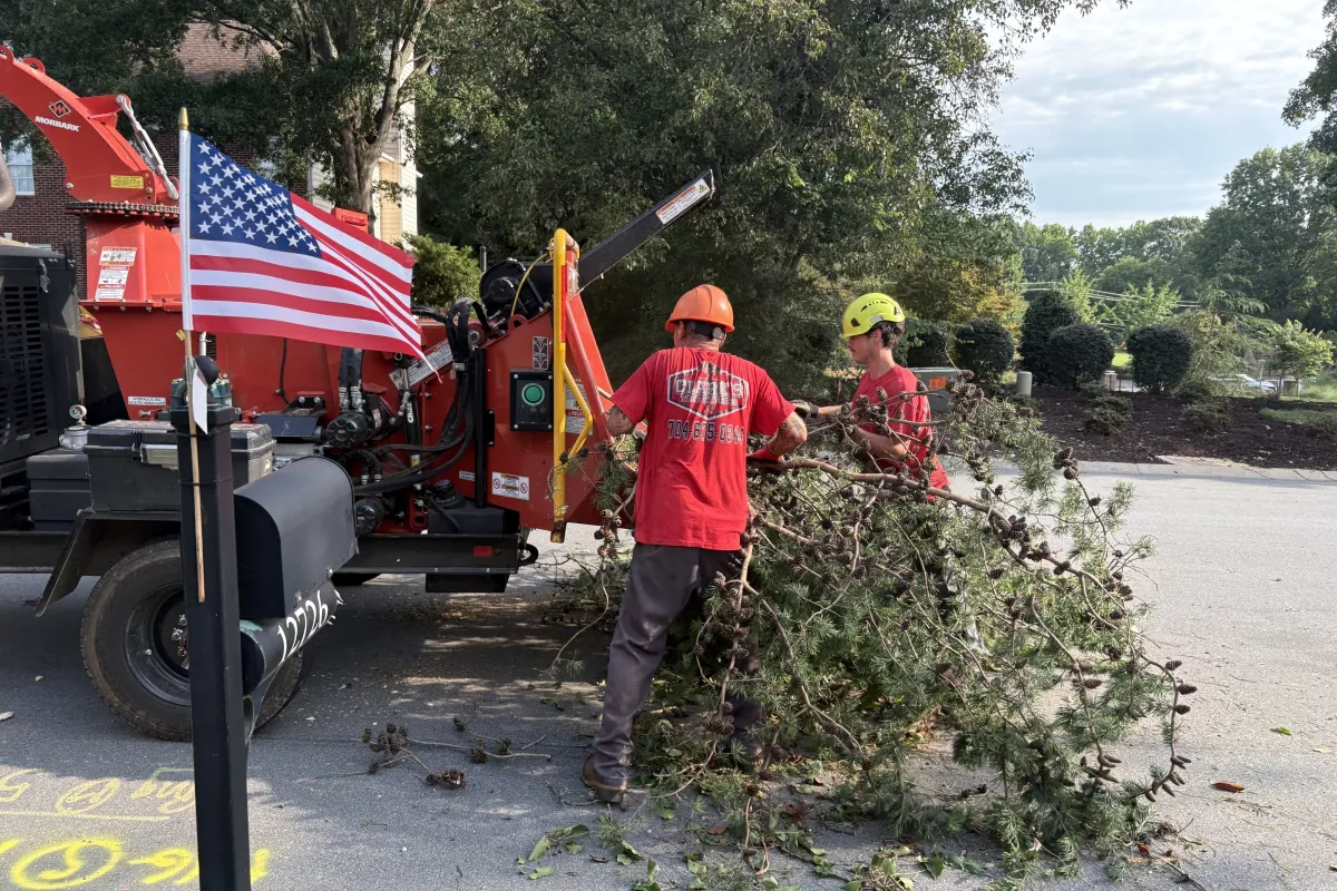 Tree experts from Clark's Tree Express mulching a trimming pine tree limb