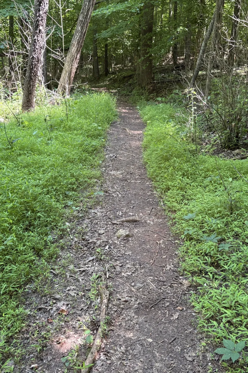 A narrow, natural-surface hiking trail through the woods at Buckeye Cove Nature Preserve