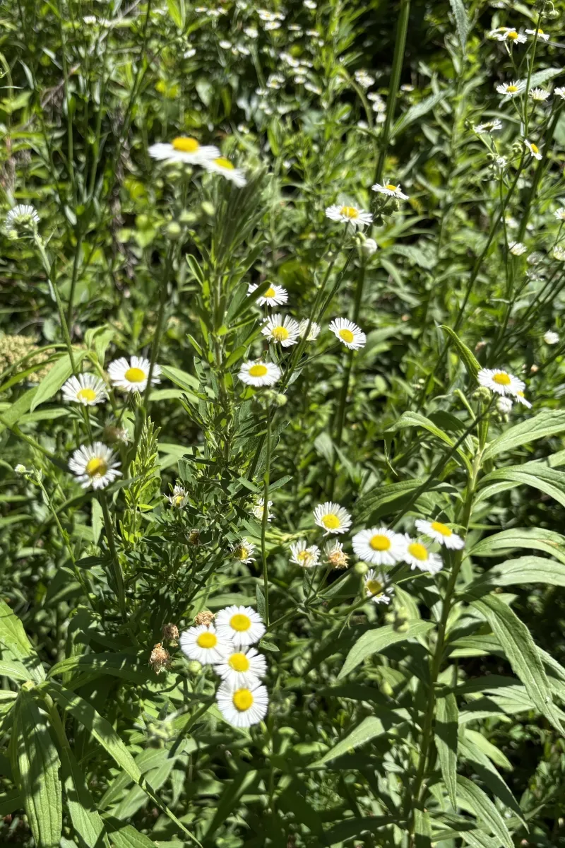 Wildflowers blooming along a trail at Buckeye Cove Nature Preserve