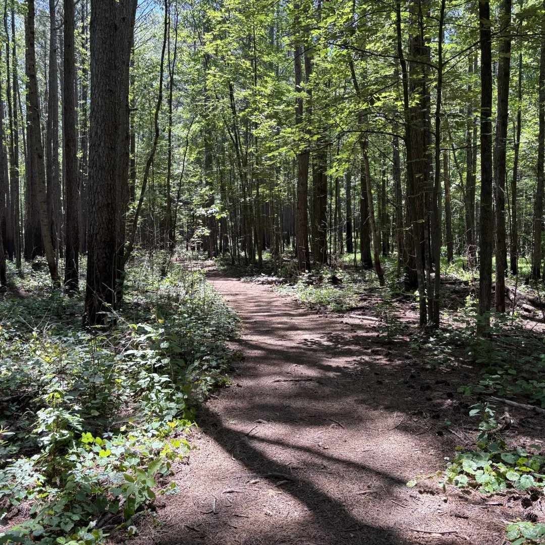 A wide, shaded trail through a pine forest section of Buckeye Cove Nature Preserve