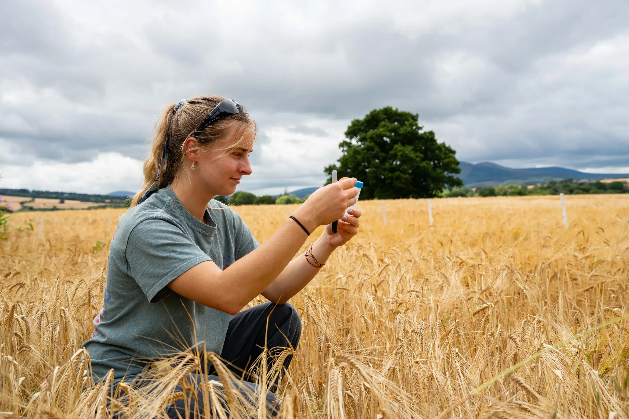 Person kneeling in a wheat field examining a small container under cloudy sky.