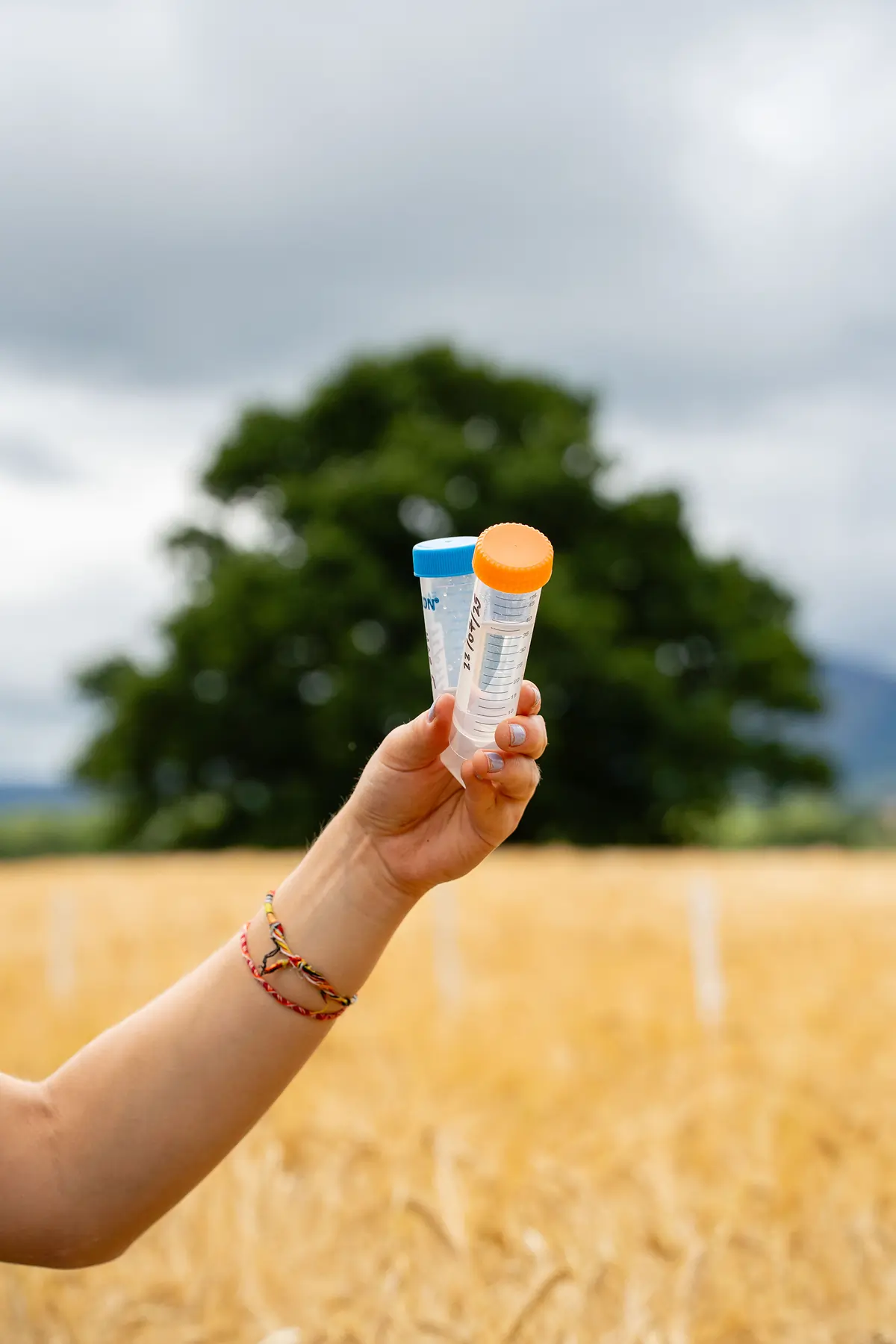 Hand holding two clear plastic sample tubes with blue and orange caps in a wheat field with a tree in the background.