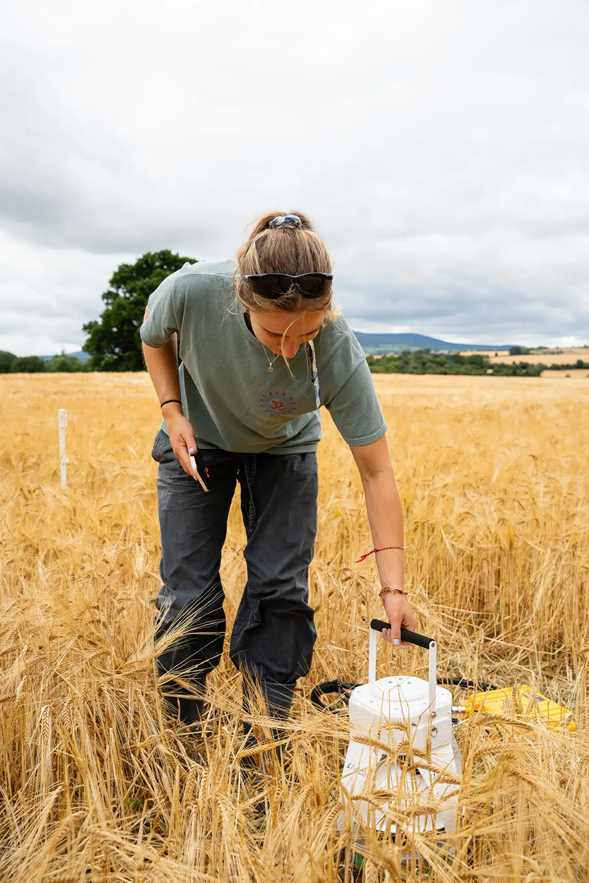 Person inspecting a wheat field while holding a white scientific instrument with a handle.