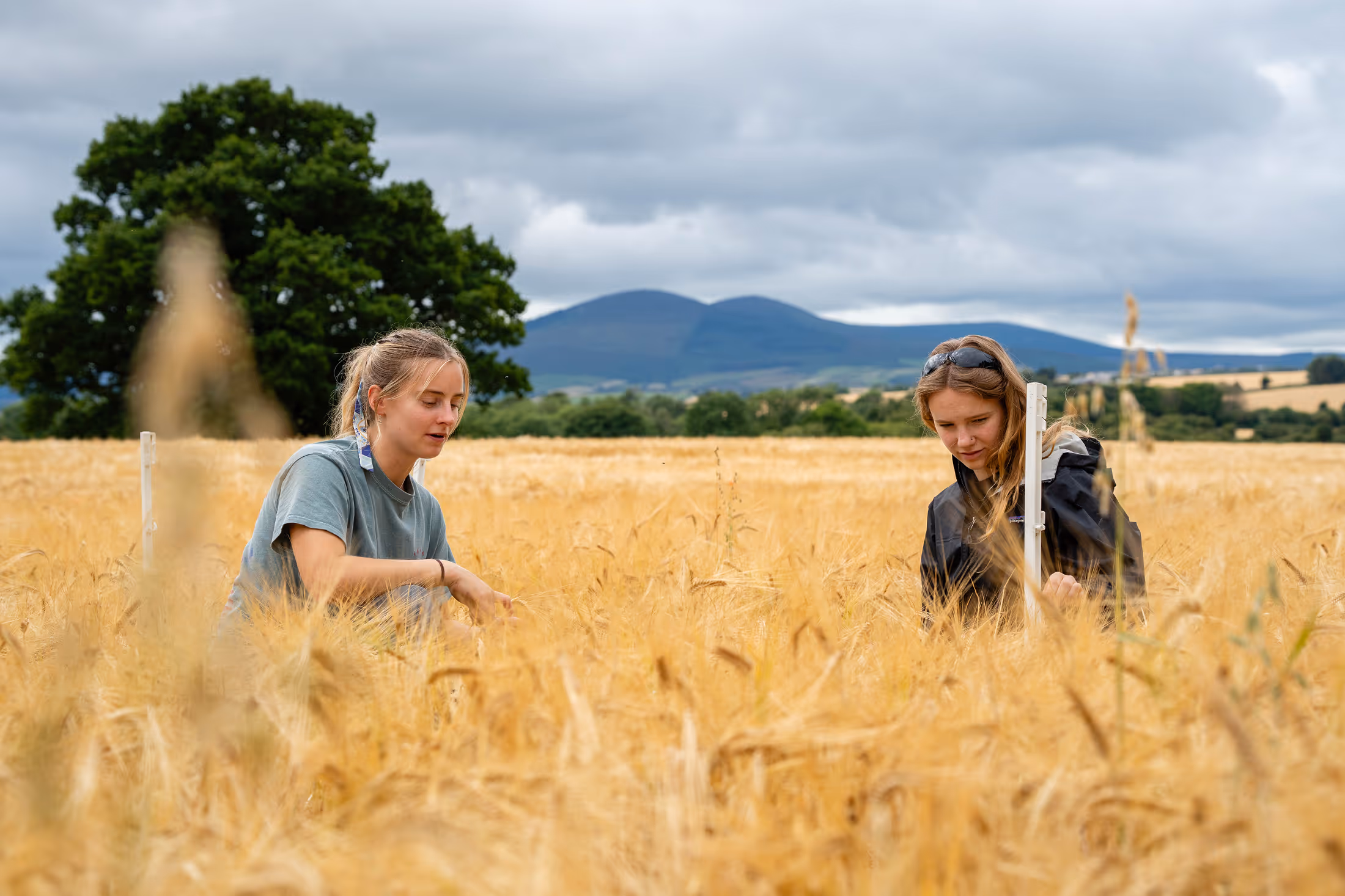 Two women examining wheat crops in a golden field with a tree and mountains under a cloudy sky in the background.