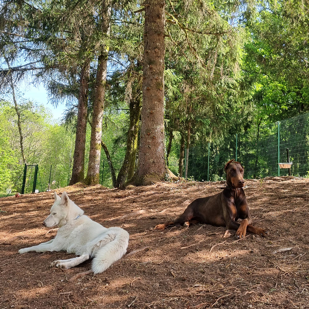 White dog and brown Doberman lying on forest ground under tall trees in sunlight.