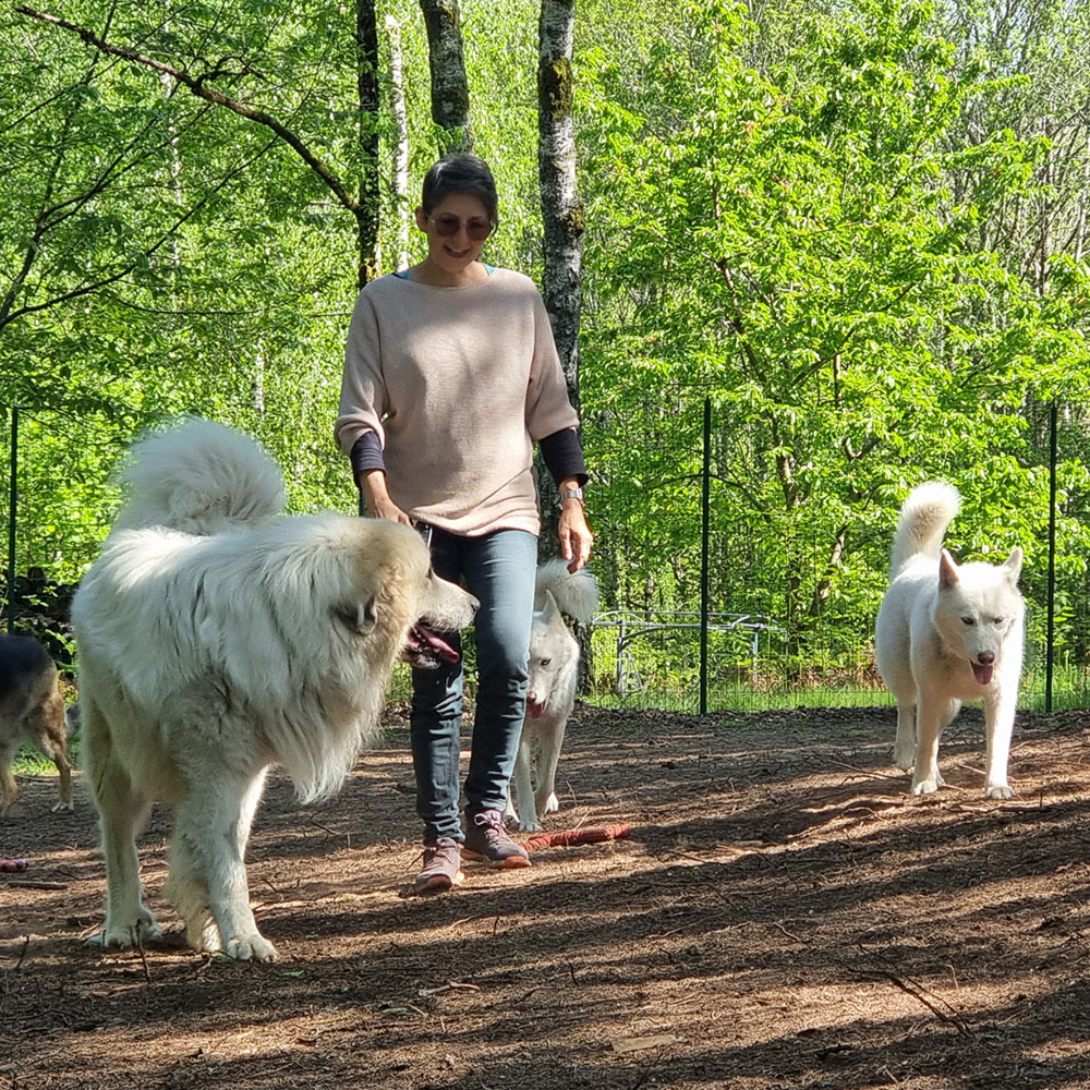 Woman walking outdoors on dirt path surrounded by several large white dogs and green trees.