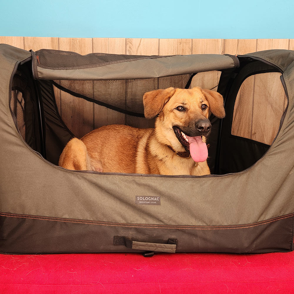 Happy tan dog with tongue out resting inside a Solognac soft-sided pet crate on red surface.