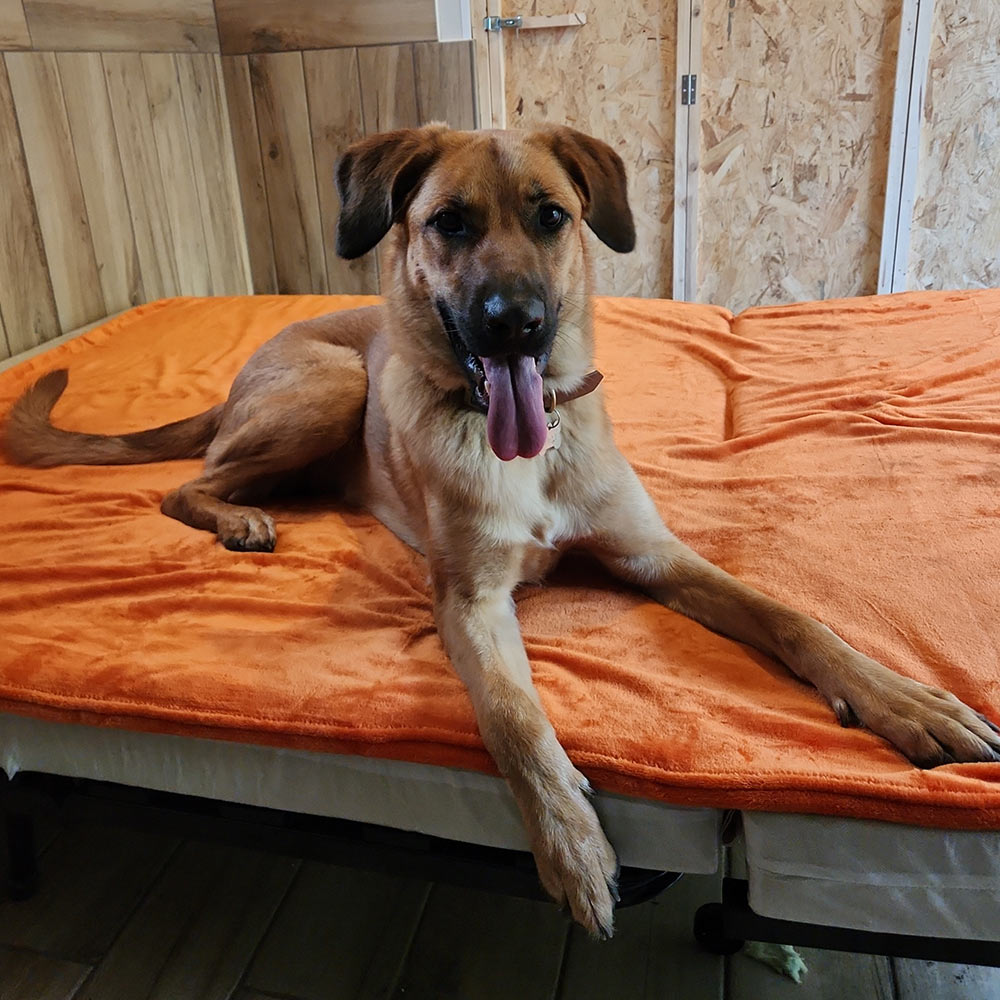 Brown dog with a collar lying on an orange blanket on a bed, looking at the camera with tongue out.