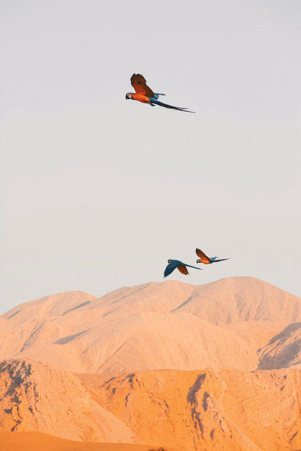 Three colorful macaw parrots flying over orange desert mountains under a pale sky.