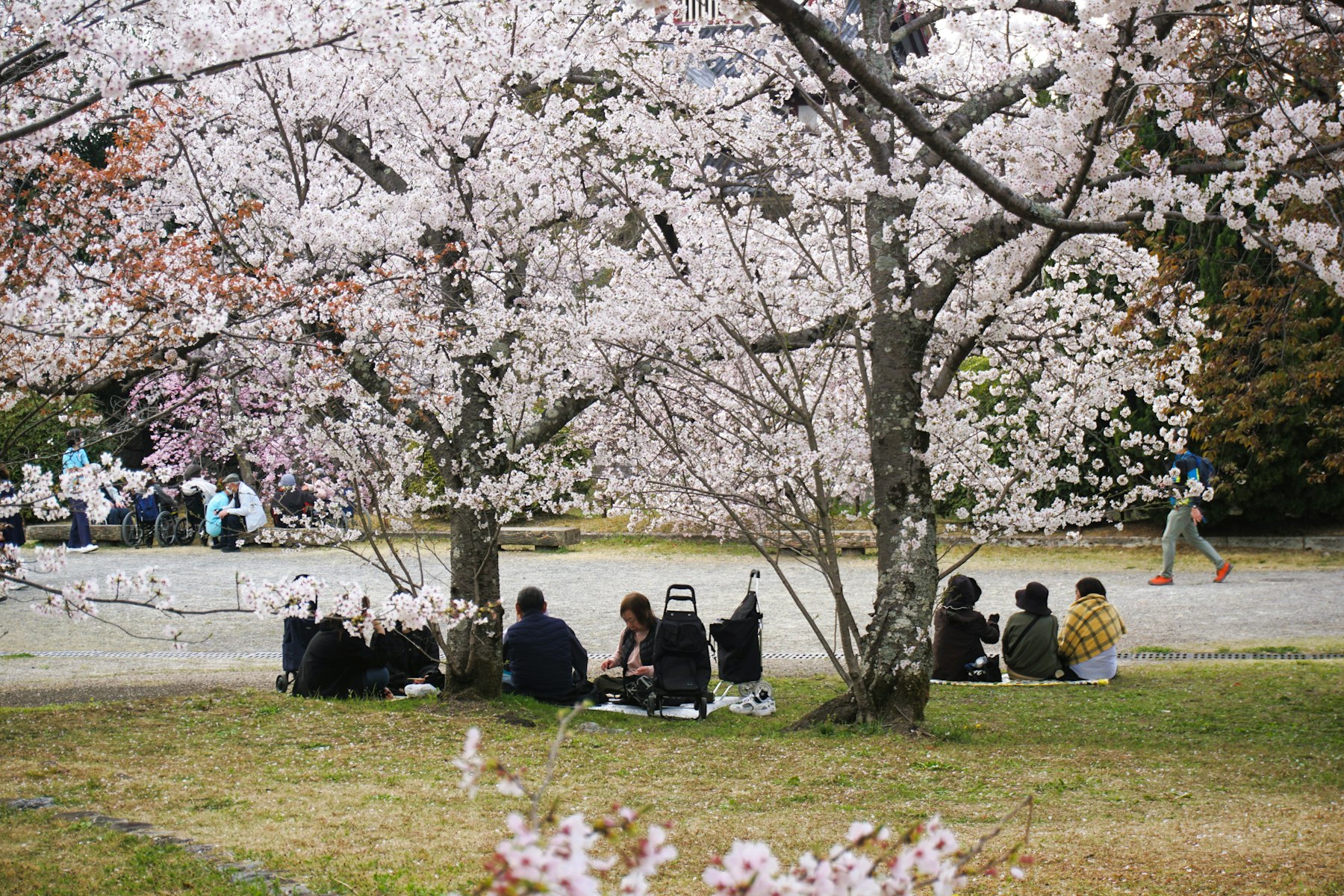 People enjoying a picnic under cherry blossom trees in Kyoto