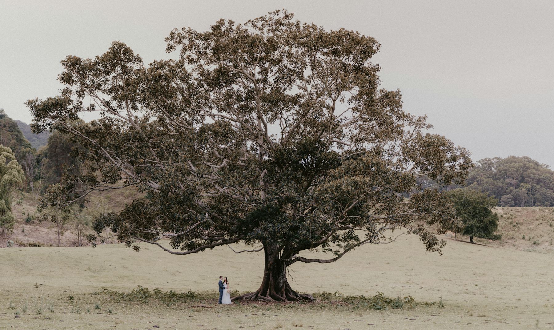 A bride and groom standing beneath a wide spreading tree in open, sunlit countryside
