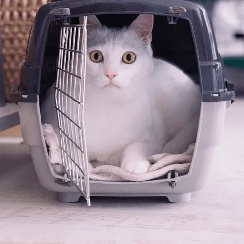A white cat is sitting calmly inside a pet carrier, looking out with curious eyes.