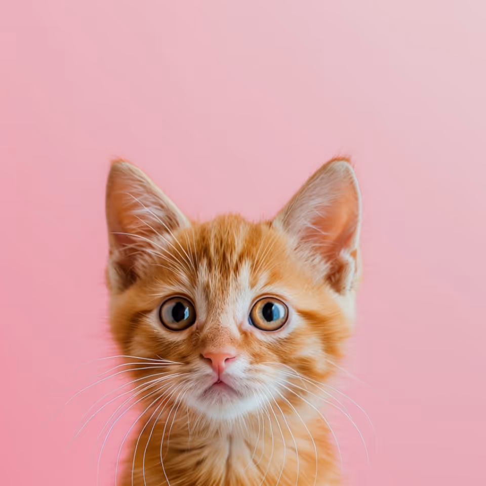 An adorable orange kitten resting on a bright pink background, showcasing its fluffy fur and bright eyes.