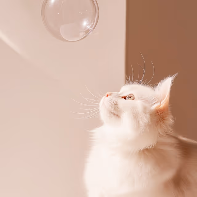 A white cat gazes upward at a shimmering soap bubble floating above it.