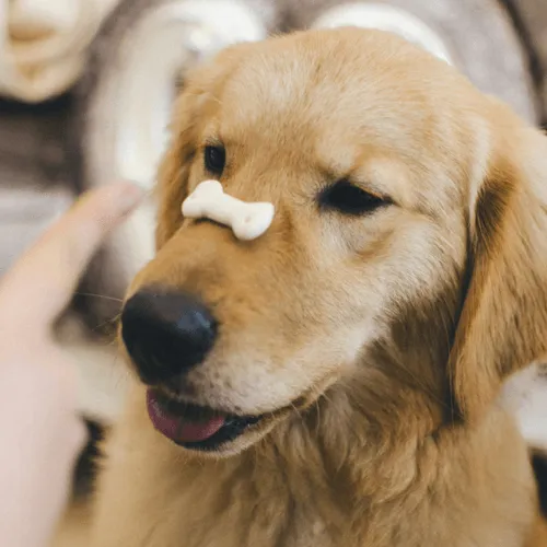 A dog with a treat balanced on its nose, awaiting eagerly for permission to eat it.
