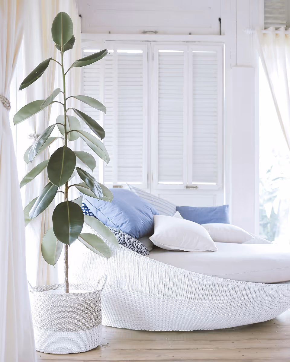 Indoor tall green plant in a white woven basket next to a white wicker sofa with blue and white cushions in a bright room with white curtains and shutters.